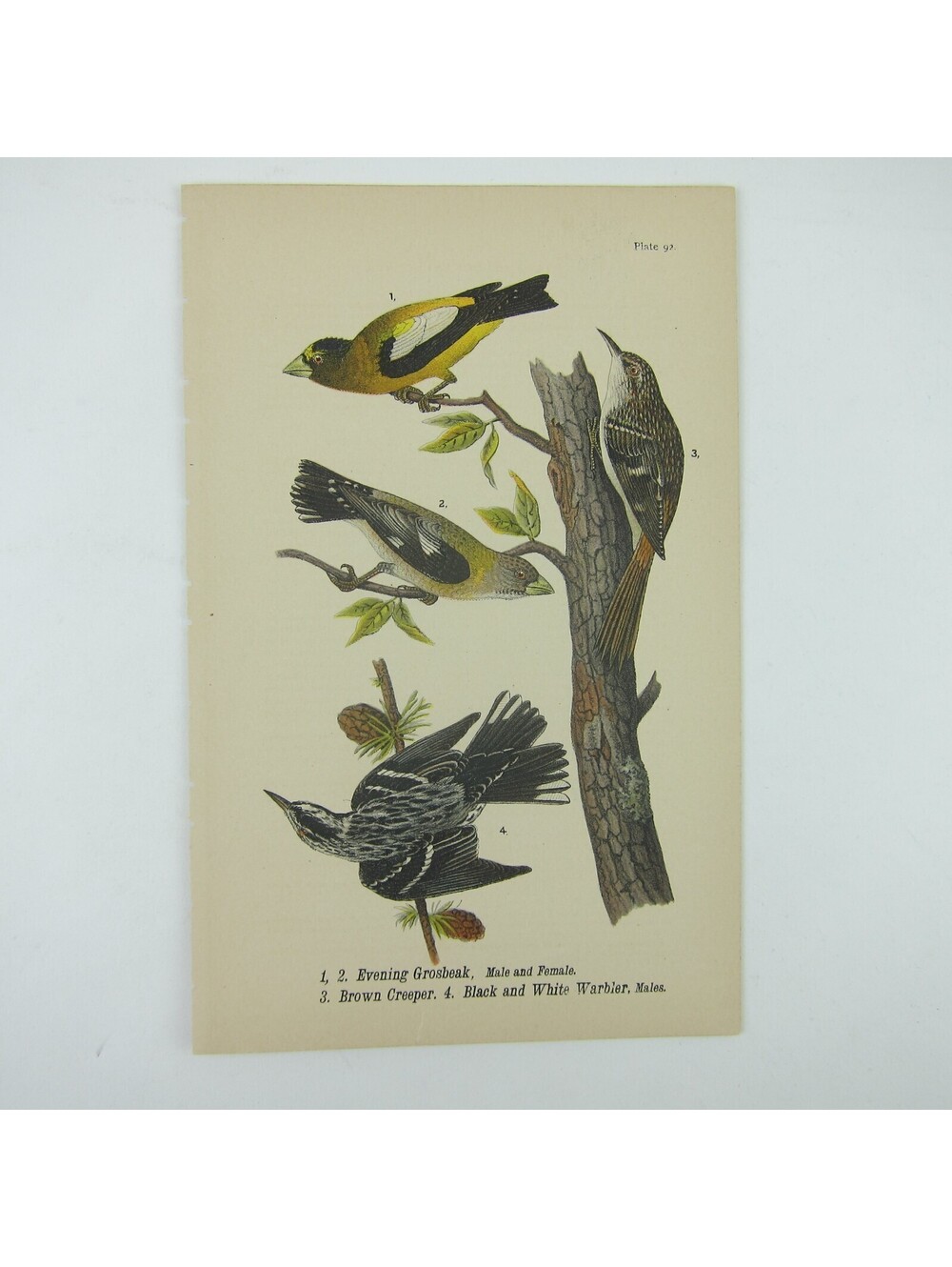 Bird Litho Print Evening Grosbeak Brown Creeper Black White Warbler Antique 1890